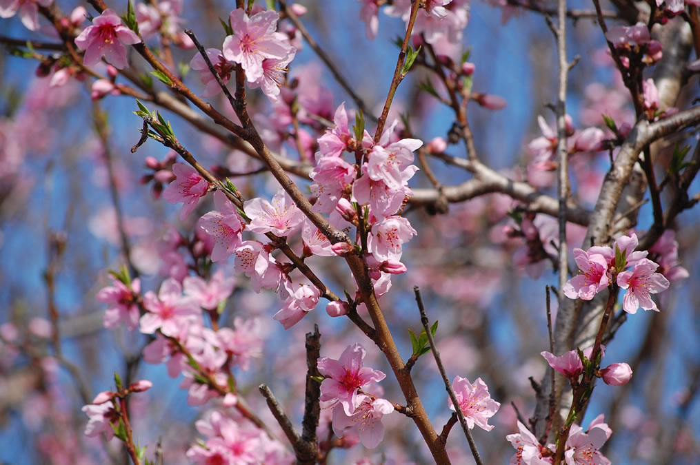 満開の桃の花