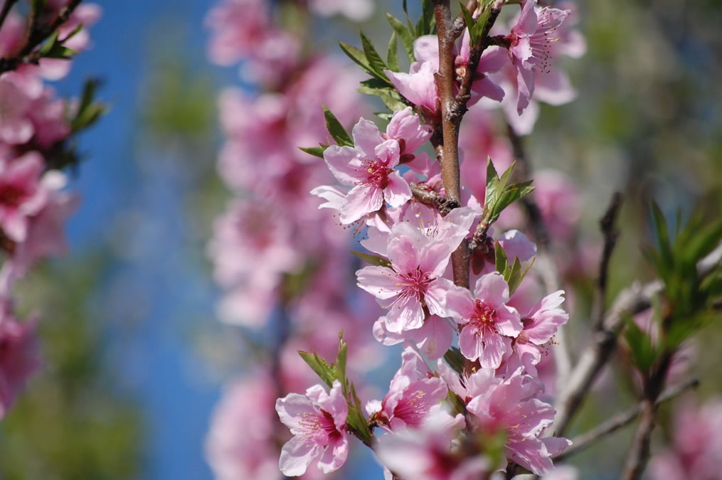 Peach blossom