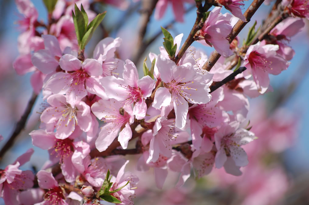 桃の花