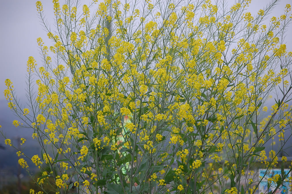 菜の花とレンゲソウ