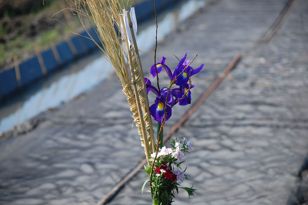 稲苗床のいろ花