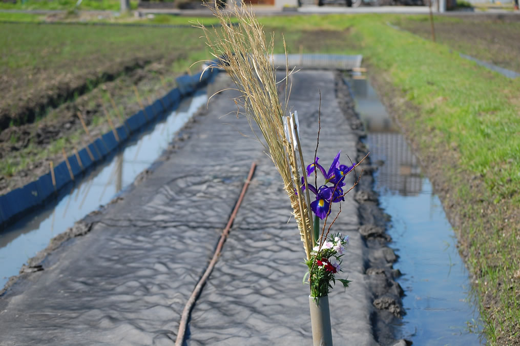 稲苗床のいろ花