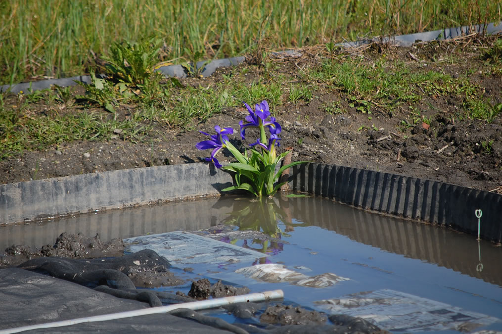 稲苗床のいろ花