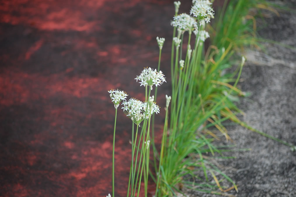 ニラの花