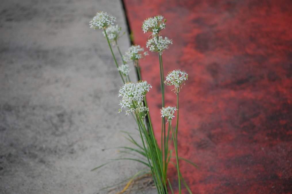 ニラの花