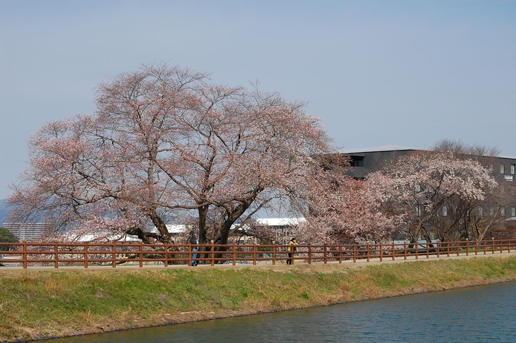 幾坂池の一本桜