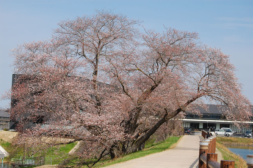 幾坂池の一本桜