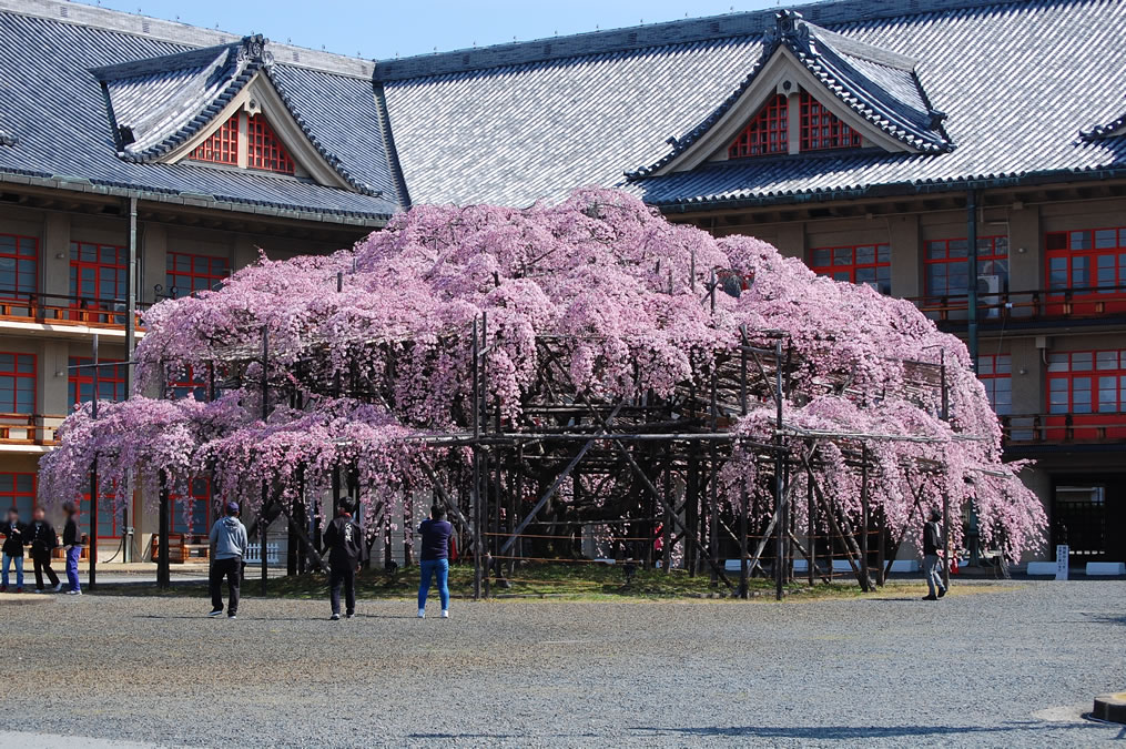 天理教教会本部のしだれ桜