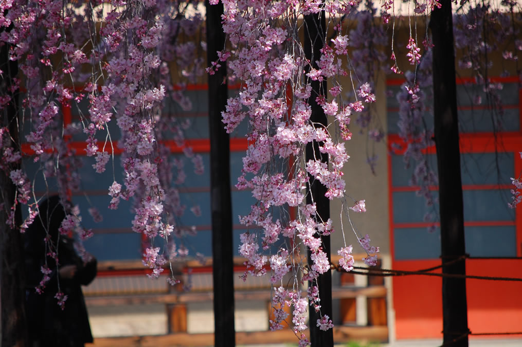 天理教教会本部のしだれ桜