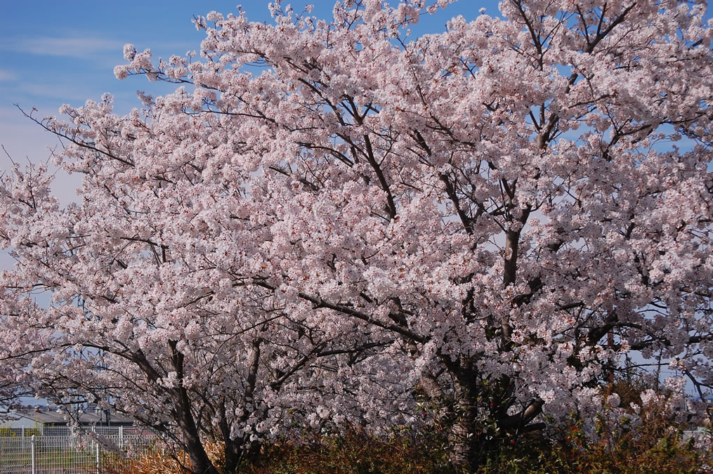 桜