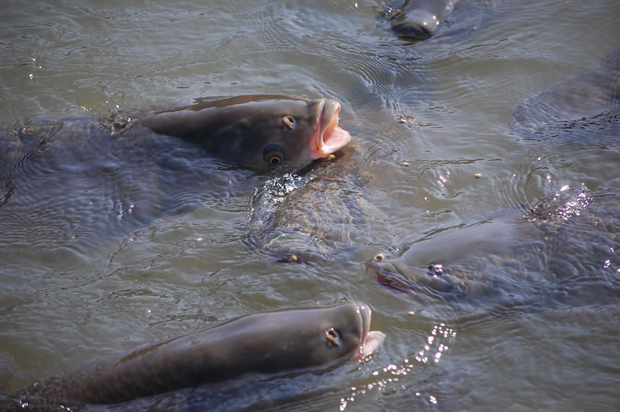 馬見丘陵公園のソウギョ