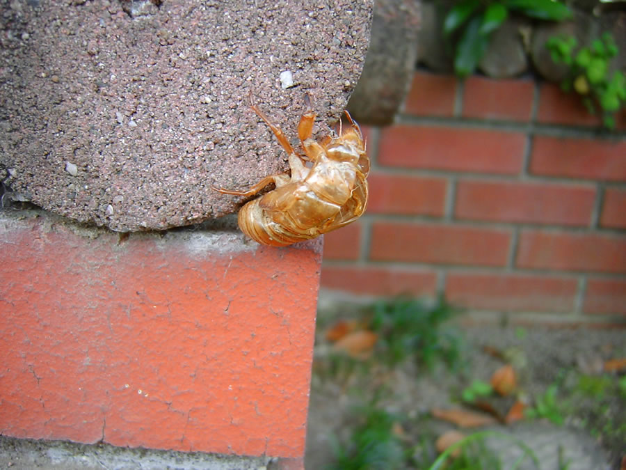 セミの抜け殻と目薬