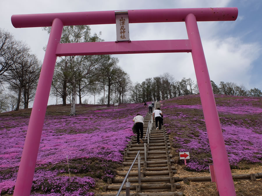 芝桜公園