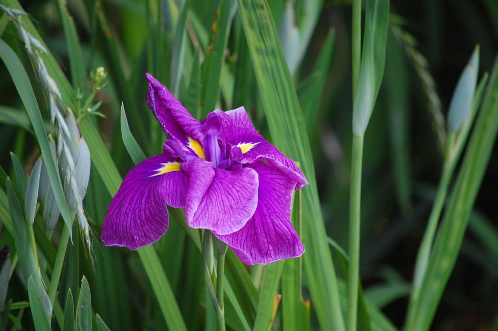 花菖蒲