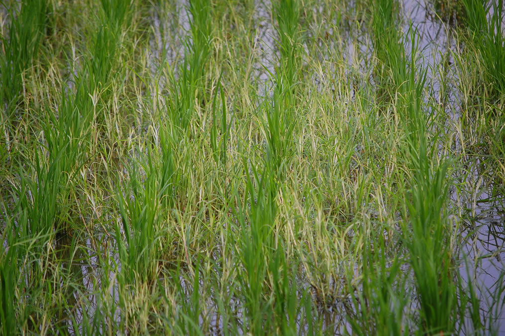 水田雑草の除草剤による白化