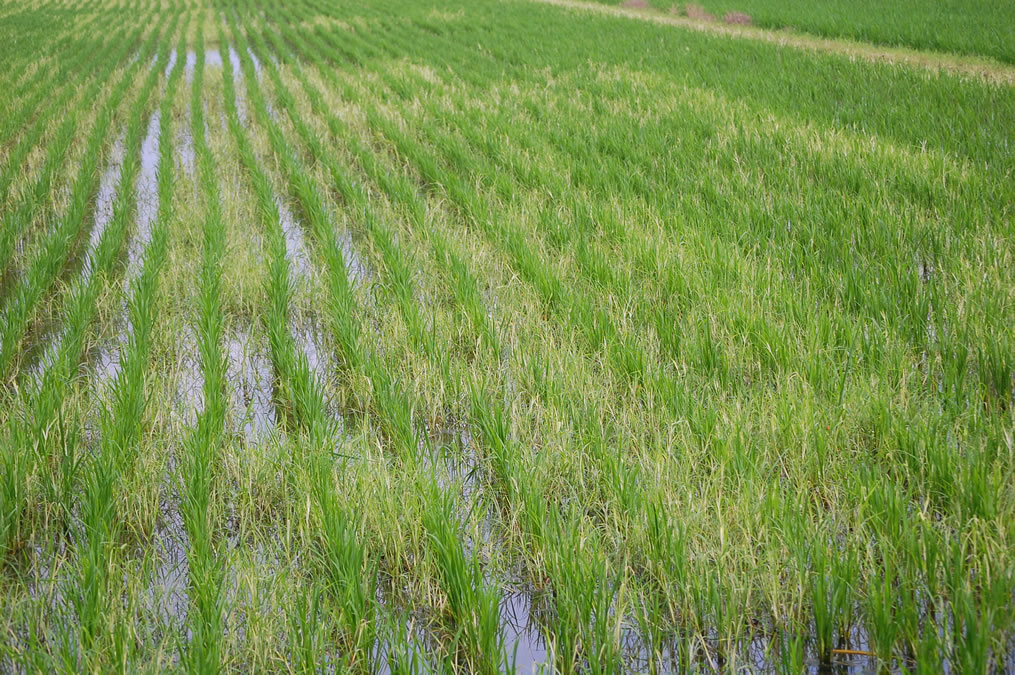 水田雑草の除草剤による白化