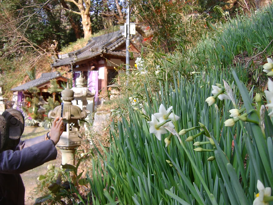 水仙の花