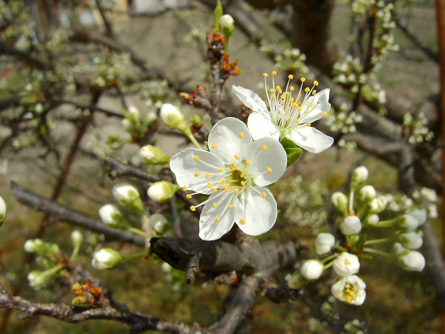 李の花