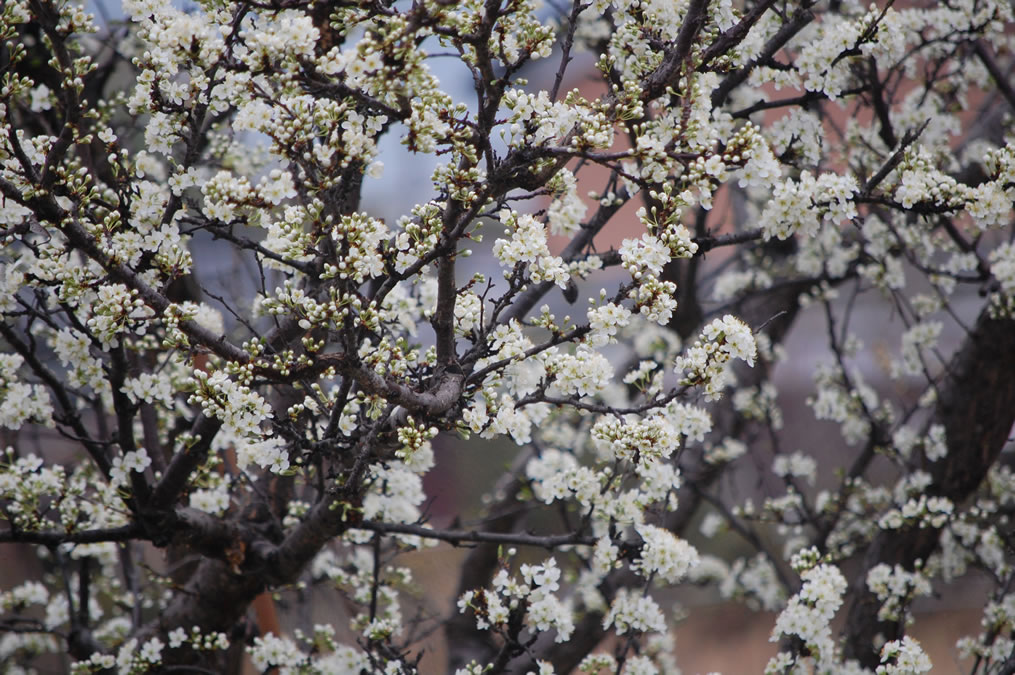 李の花