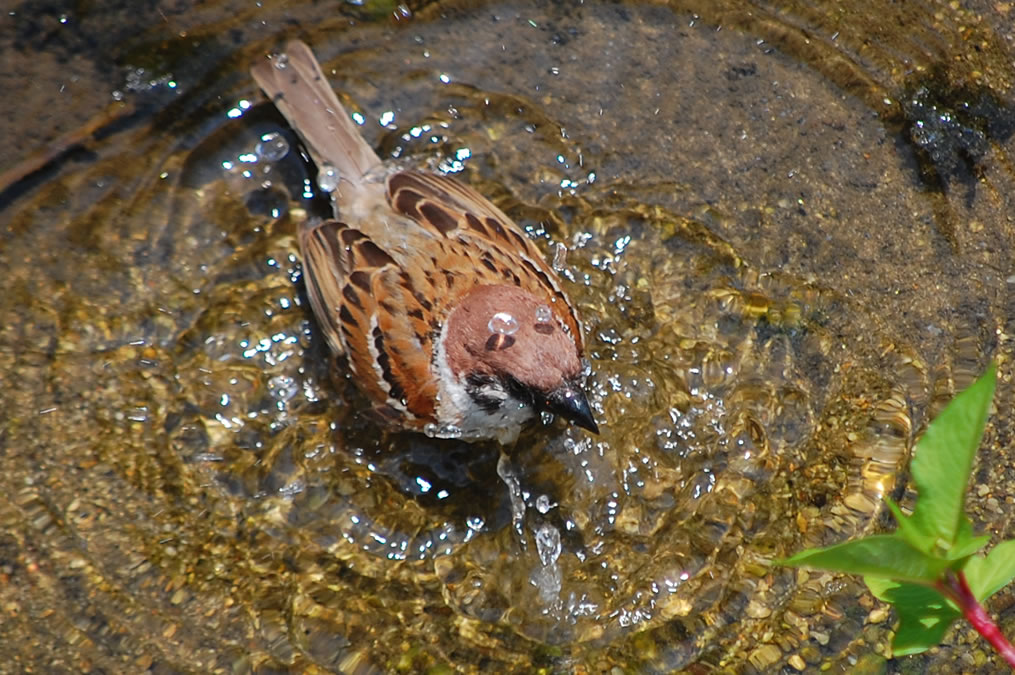 スズメの水浴び