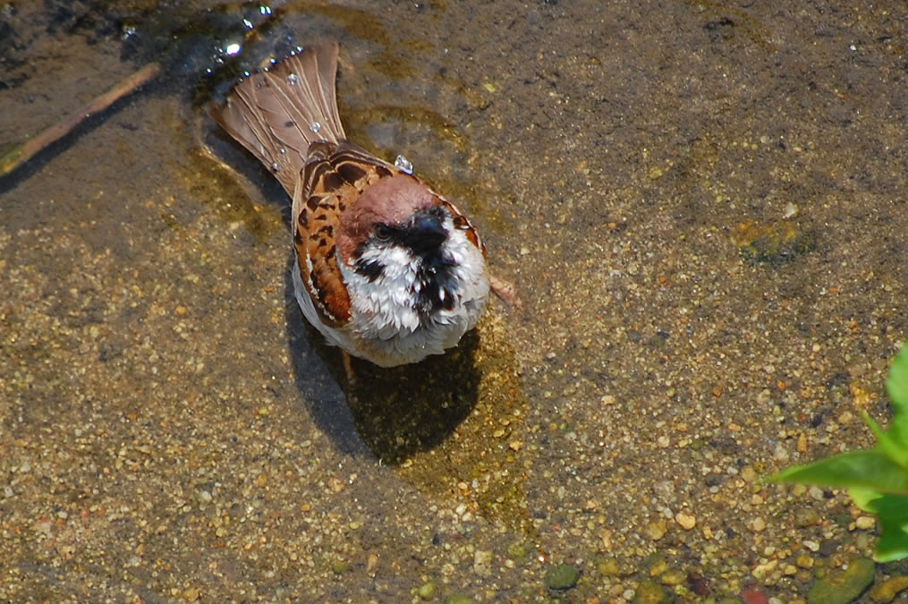 スズメの水浴び