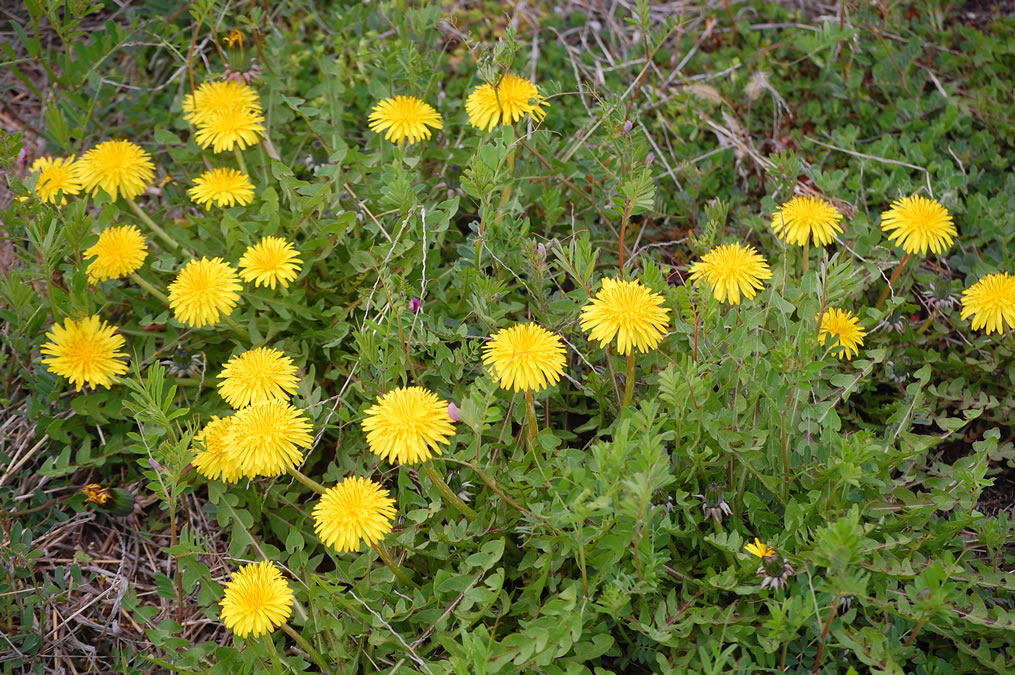 タンポポの花が満開