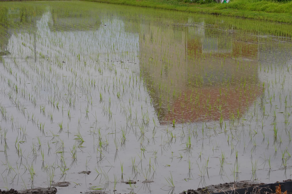 田植え