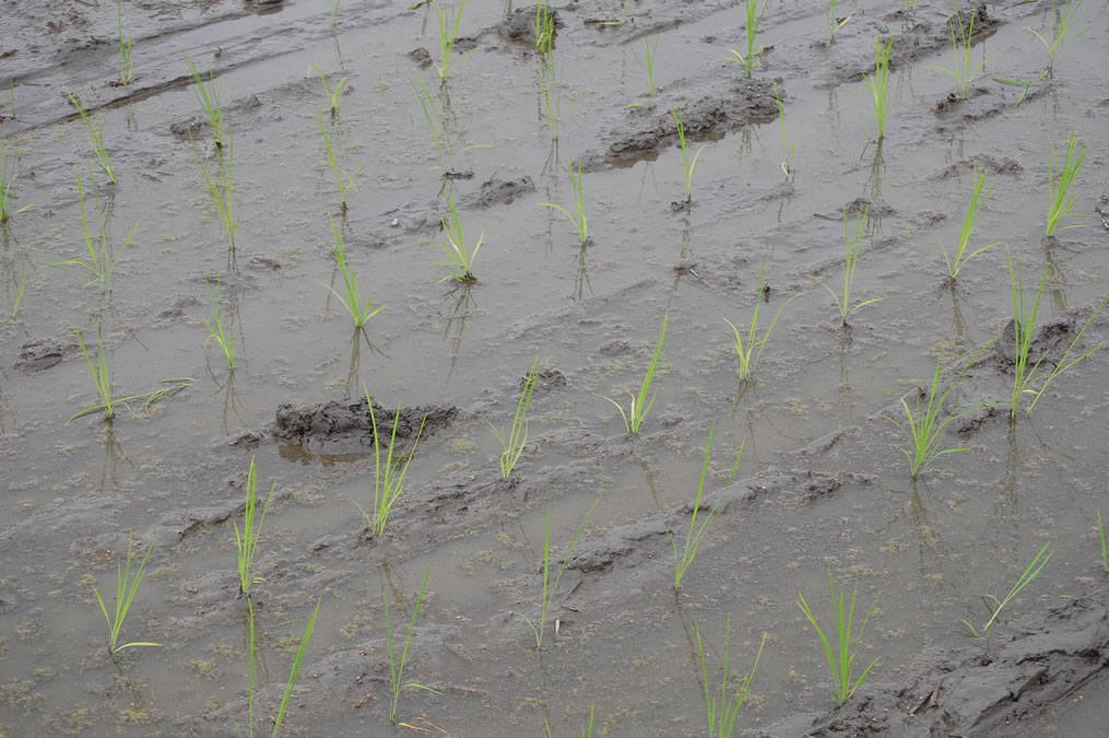 田植え