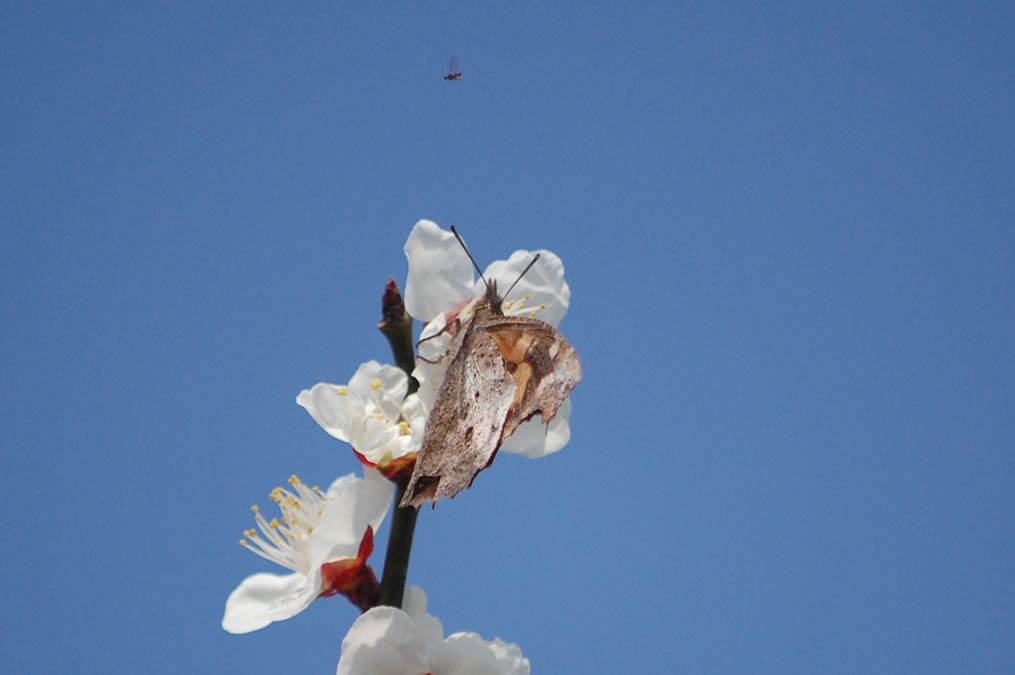 梅の花にチョウ