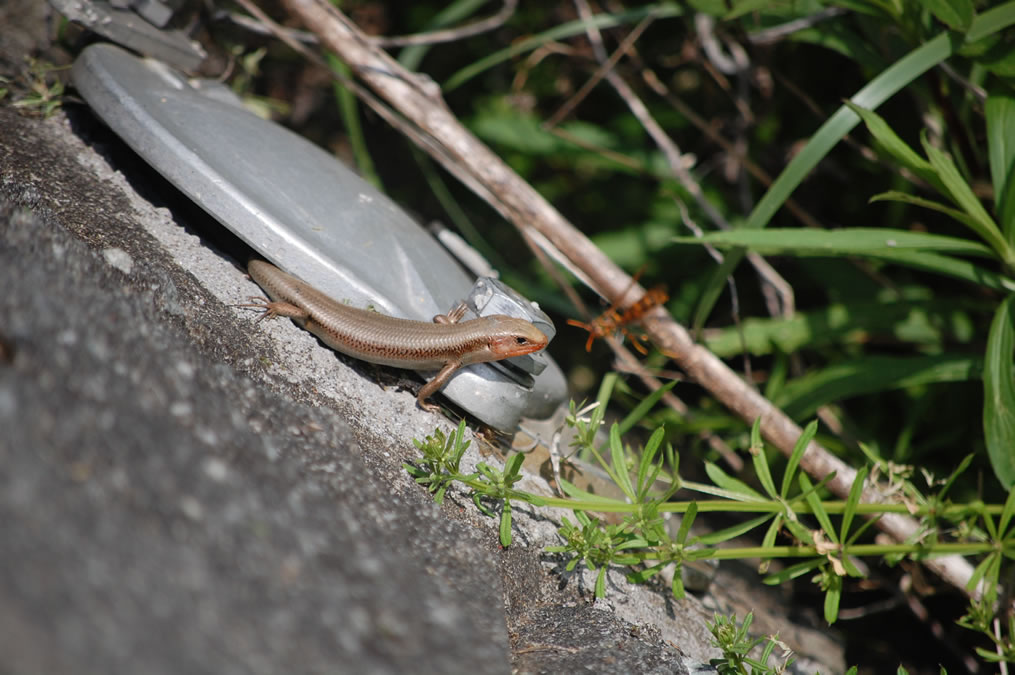 ハチとトカゲ