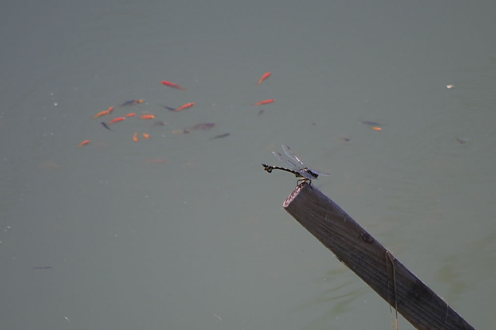 ウチワヤンマと金魚