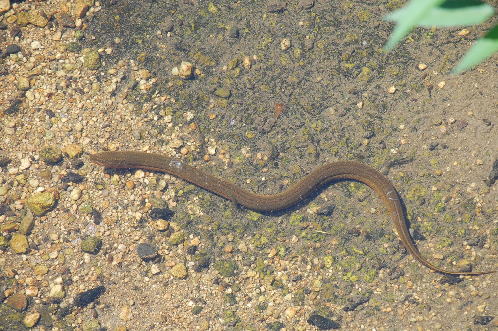 タウナギ