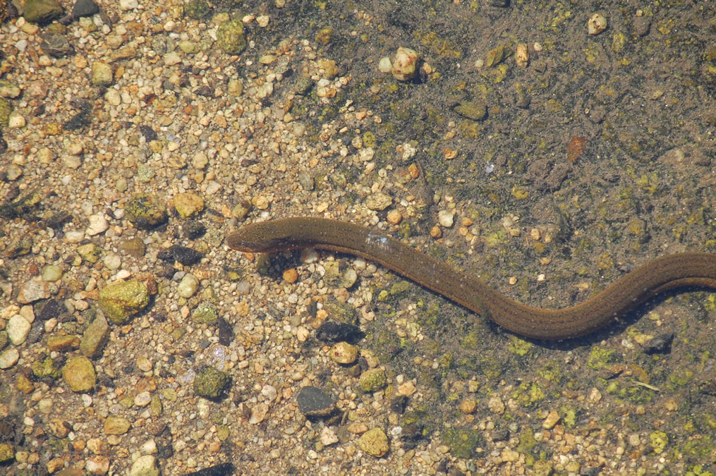 タウナギ