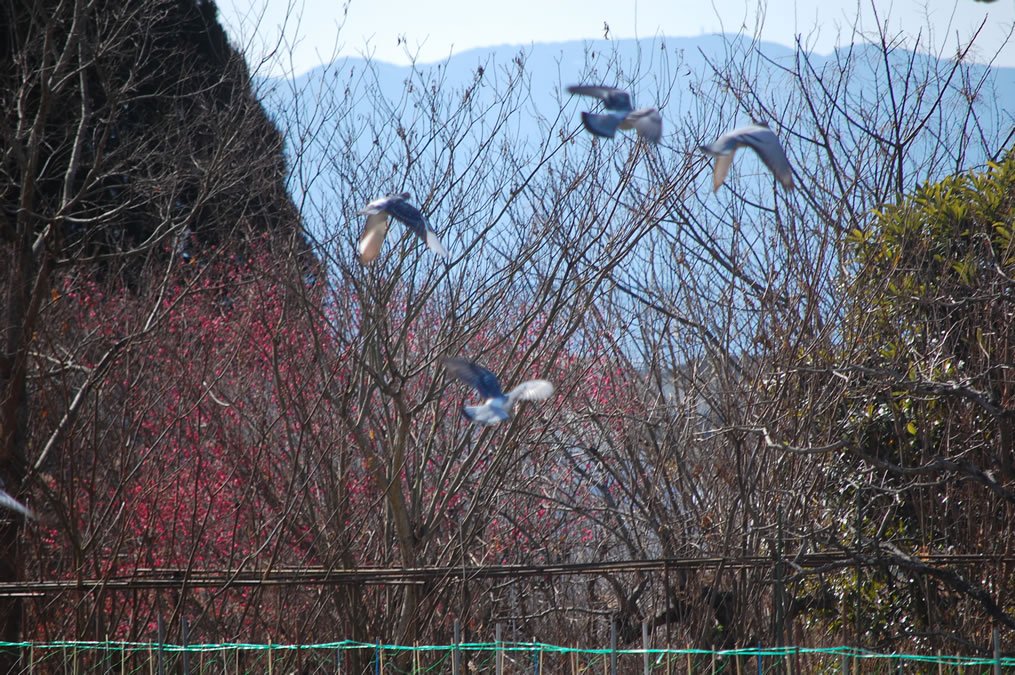 鳩と梅の蕾