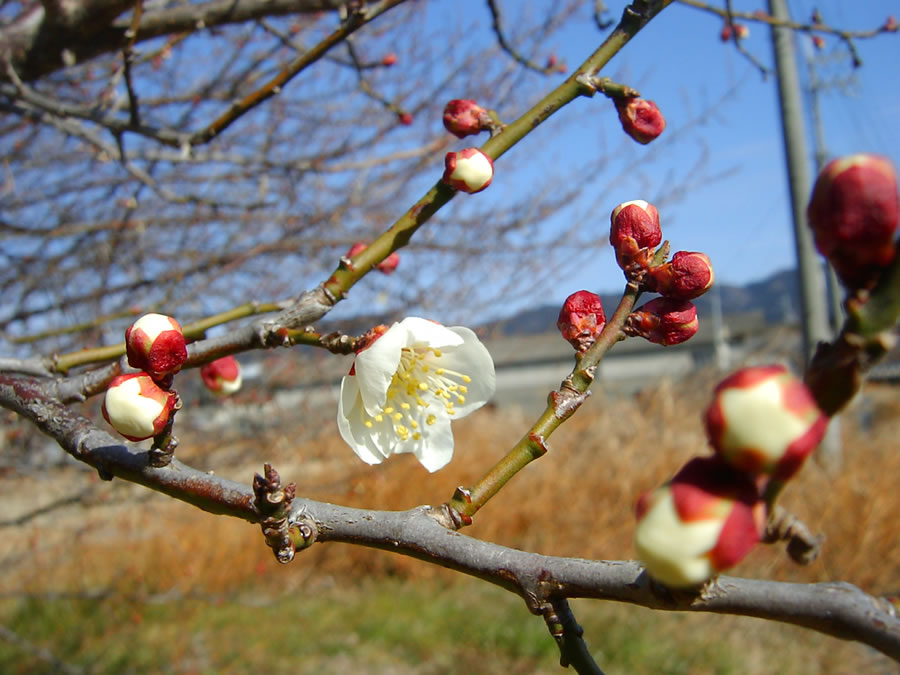 梅の花