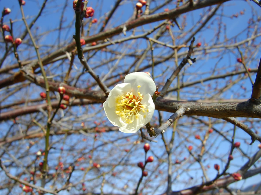 梅の花