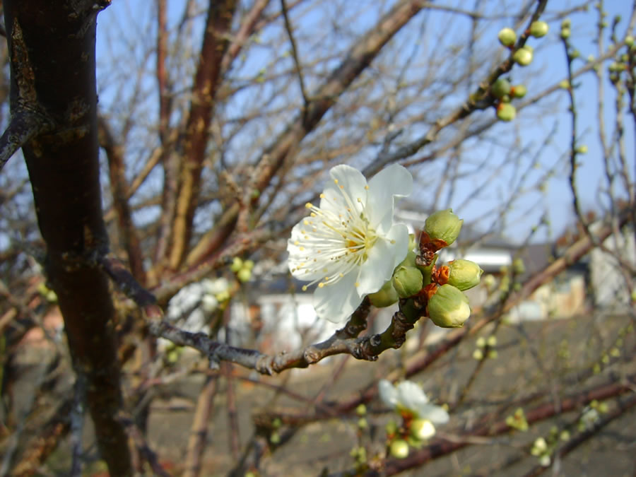 梅の花