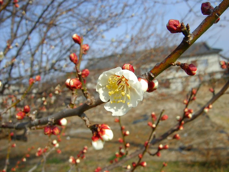 梅の花