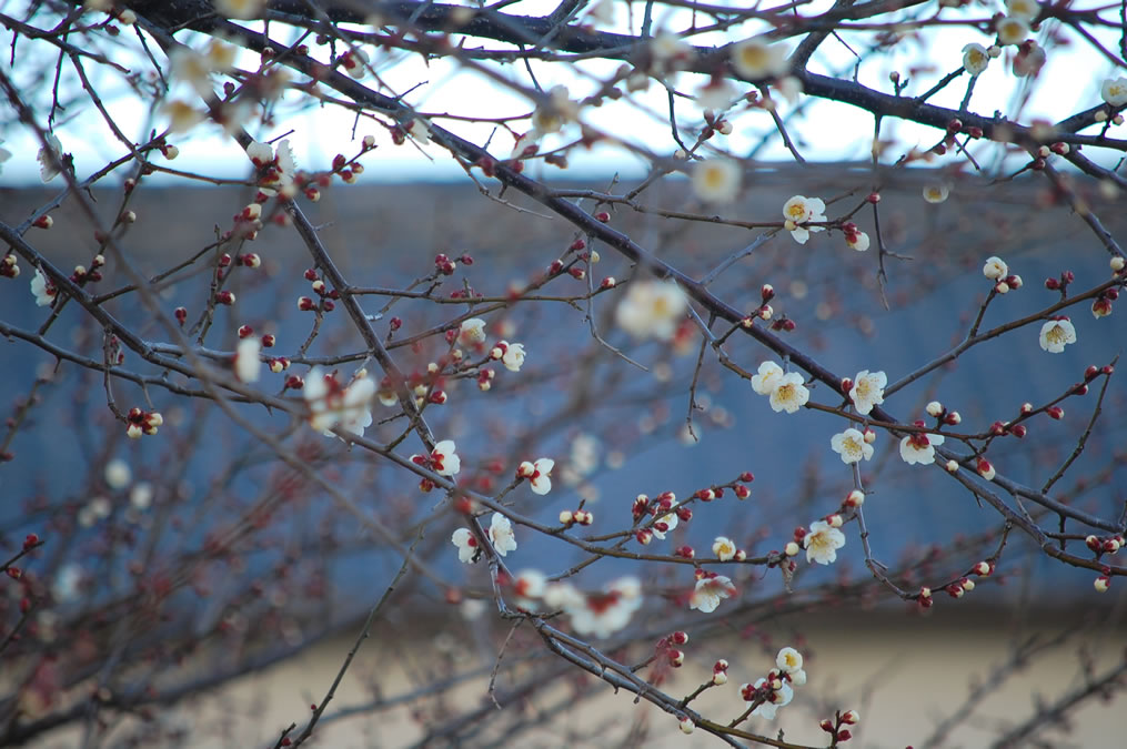 梅の花