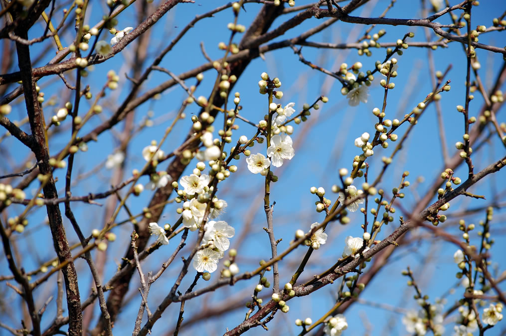 梅の花