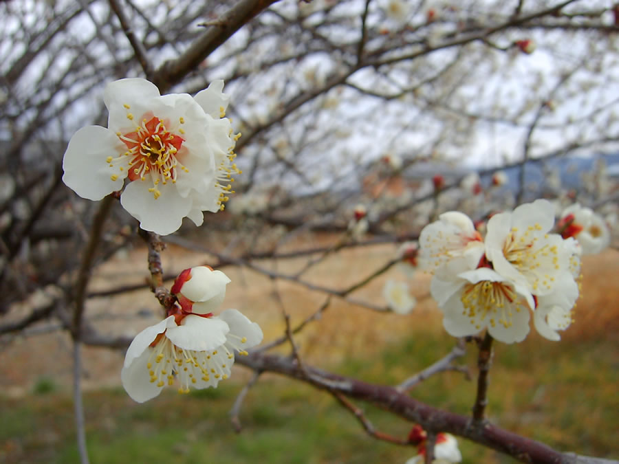 梅の花