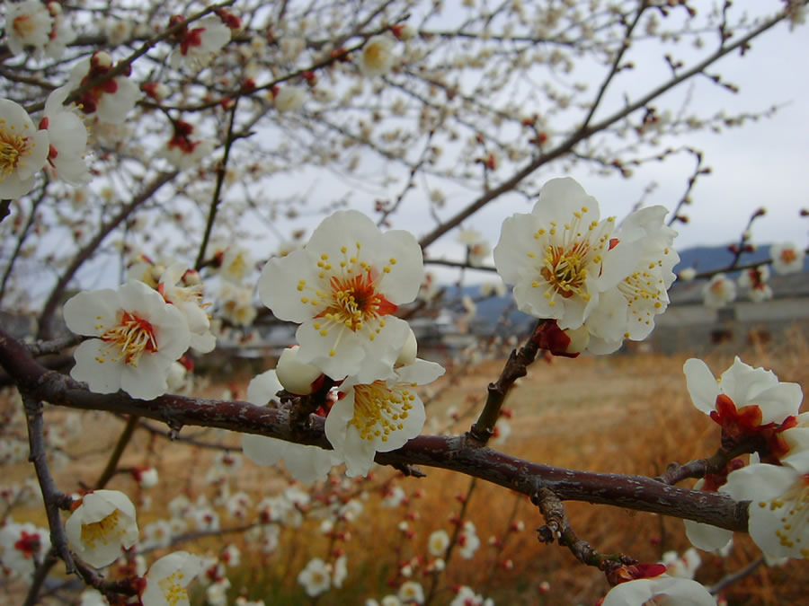 梅の花