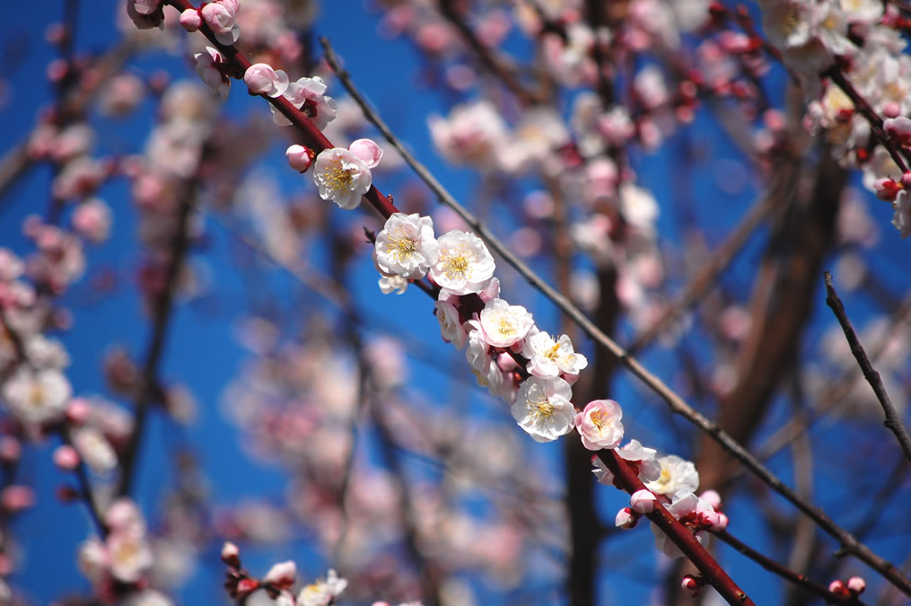 ピンクの梅の花