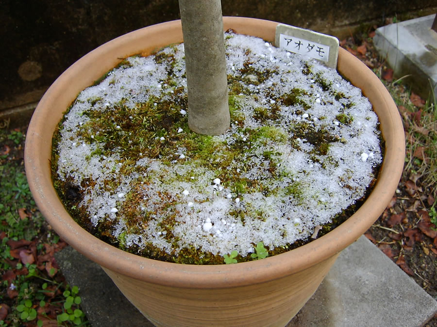 庭に雪