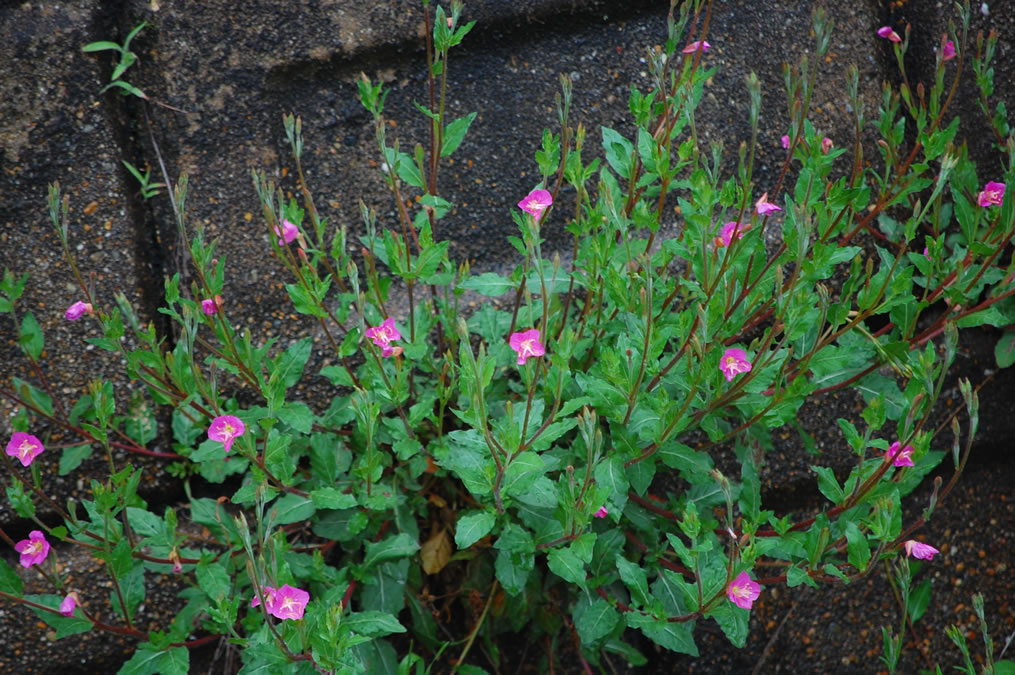 アカバナユウゲショウの花