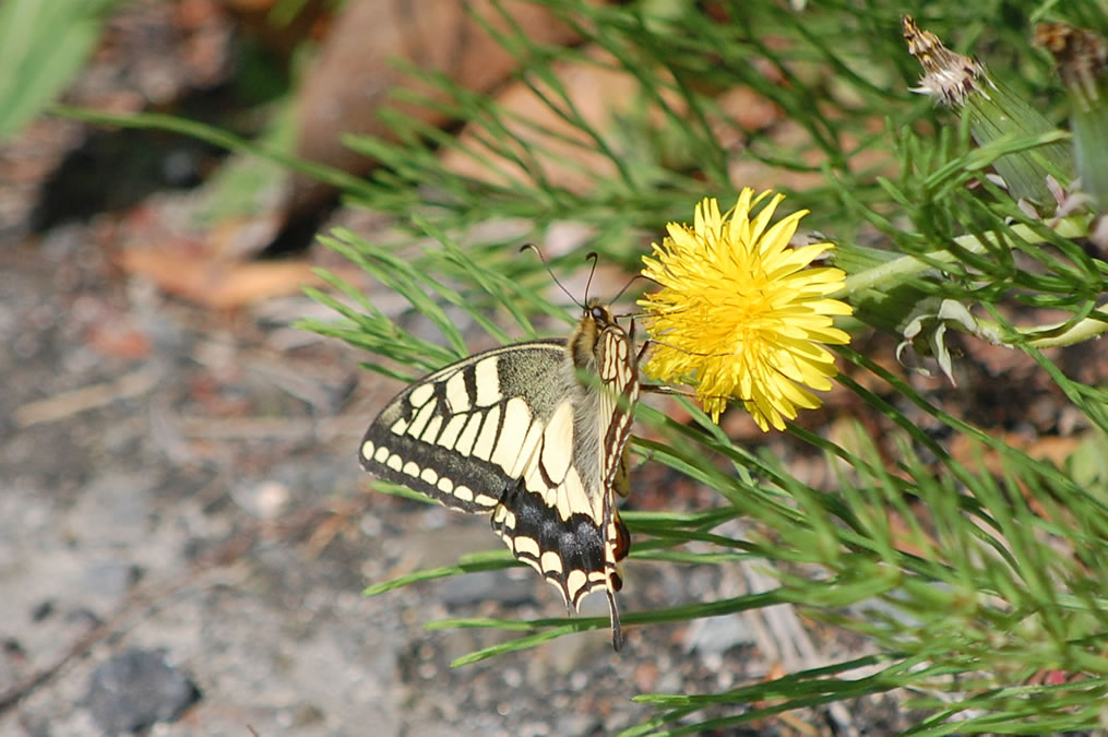 アゲハチョウ