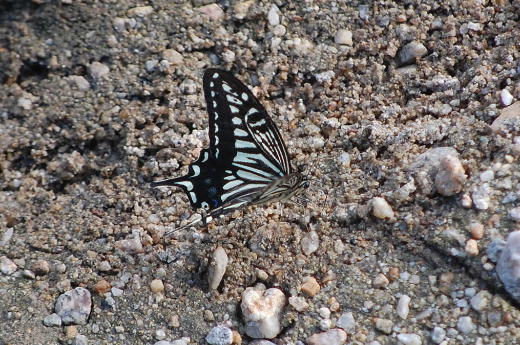 アゲハチョウ