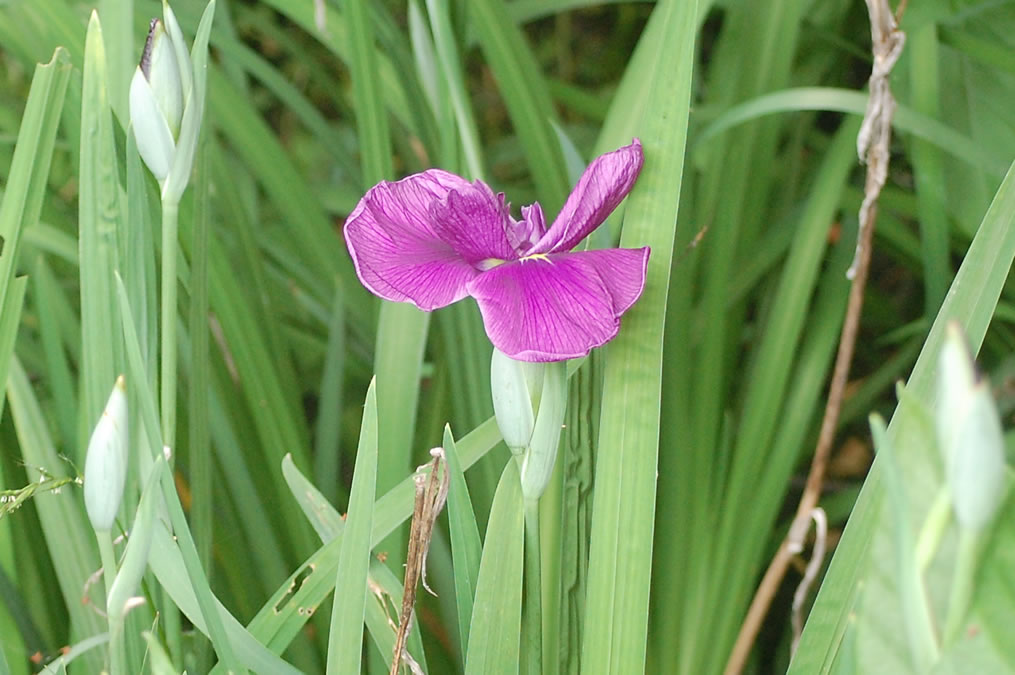 花菖蒲とトンボ