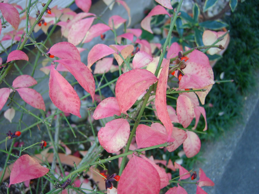 ニシキギコンパクタの紅葉