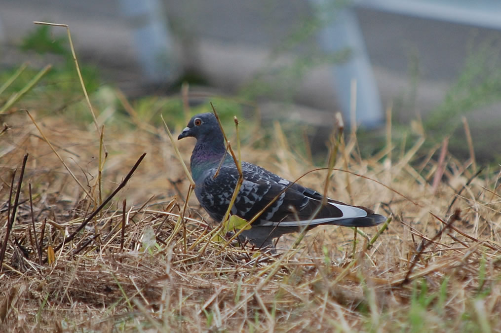 土鳩